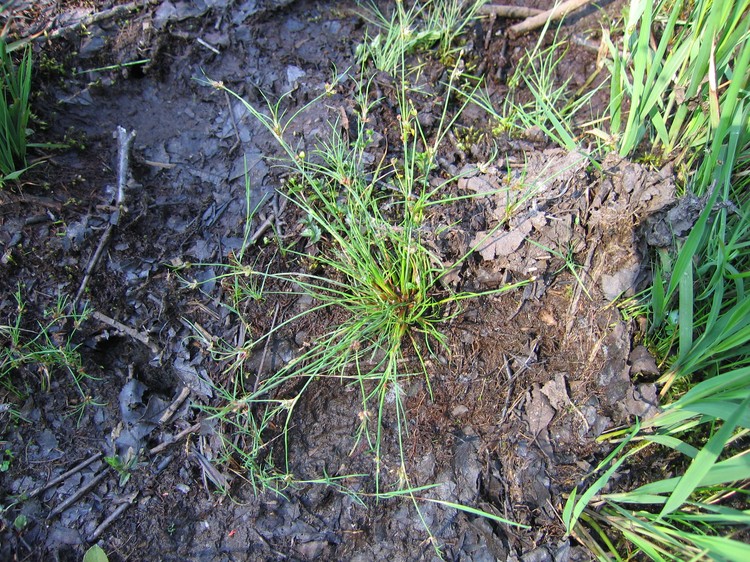 Juncus bulbosus